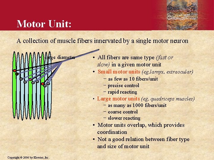 Motor Unit: A collection of muscle fibers innervated by a single motor neuron •