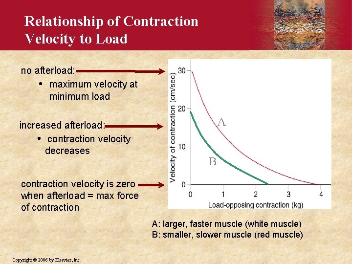 Relationship of Contraction Velocity to Load no afterload: • maximum velocity at minimum load