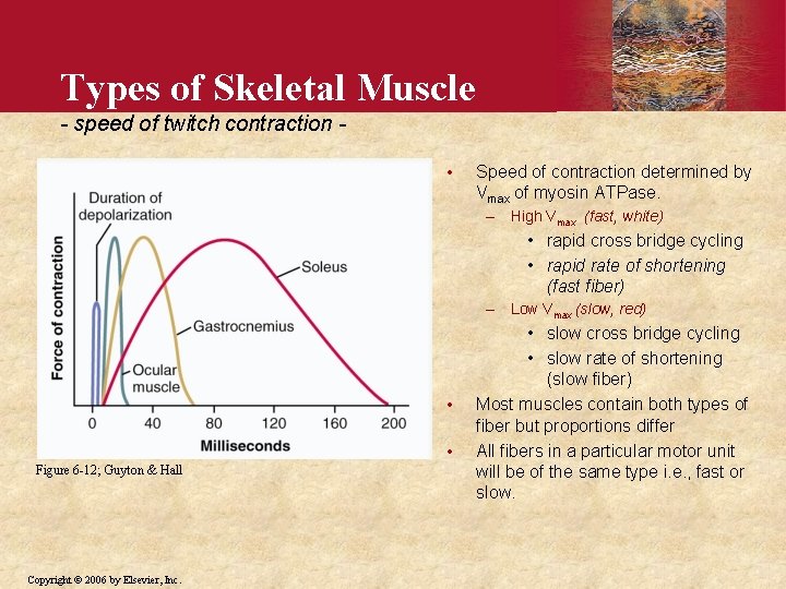 Types of Skeletal Muscle - speed of twitch contraction • Speed of contraction determined