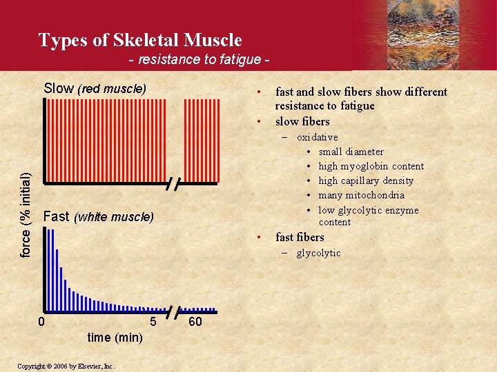 Types of Skeletal Muscle - resistance to fatigue Slow (red muscle) • force (%