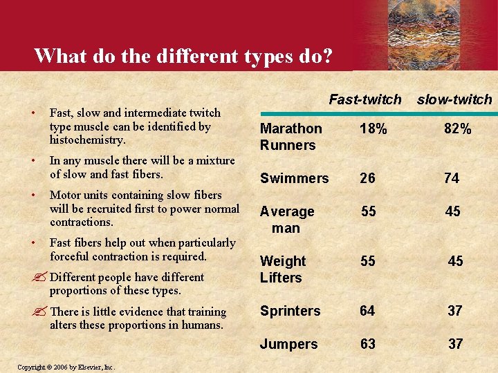 What do the different types do? • Fast, slow and intermediate twitch type muscle