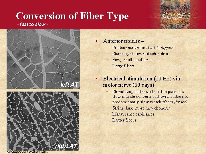 Conversion of Fiber Type - fast to slow - • Anterior tibialis – –