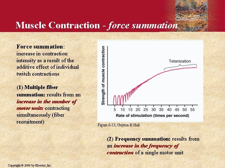 Muscle Contraction - force summation Force summation: increase in contraction intensity as a result