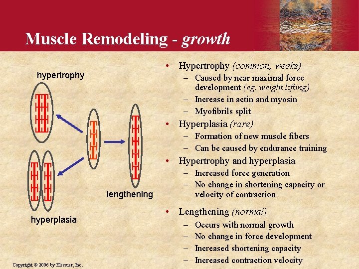 Muscle Remodeling - growth • Hypertrophy (common, weeks) hypertrophy – Caused by near maximal