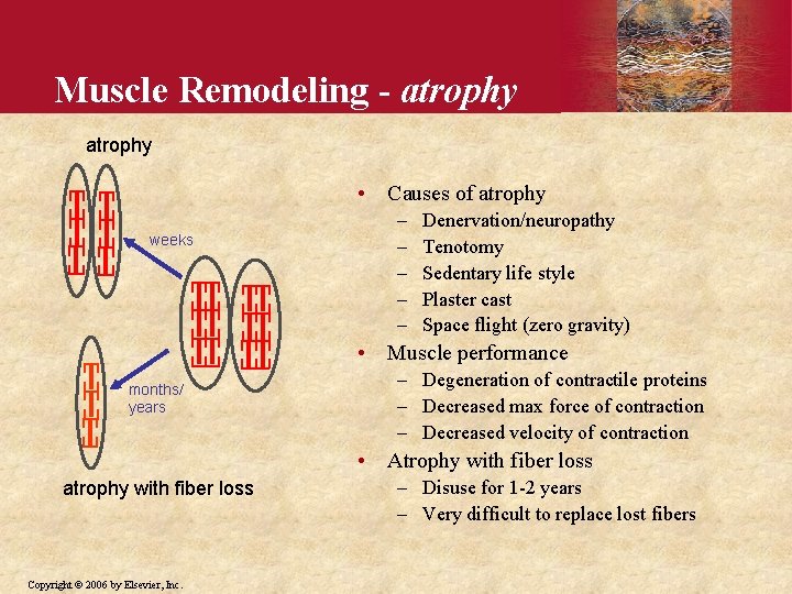 Muscle Remodeling - atrophy • Causes of atrophy weeks – – – Denervation/neuropathy Tenotomy