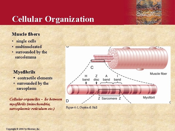 Cellular Organization Muscle fibers • single cells • multinucleated • surrounded by the sarcolemma