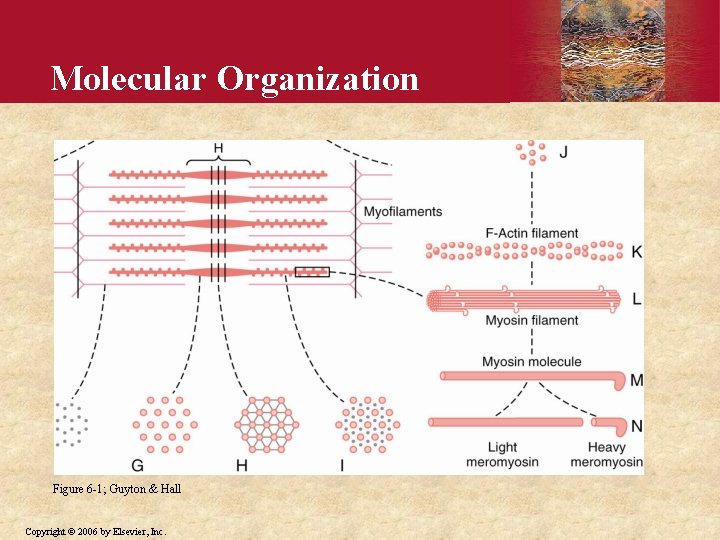 Molecular Organization Figure 6 -1; Guyton & Hall Copyright © 2006 by Elsevier, Inc.
