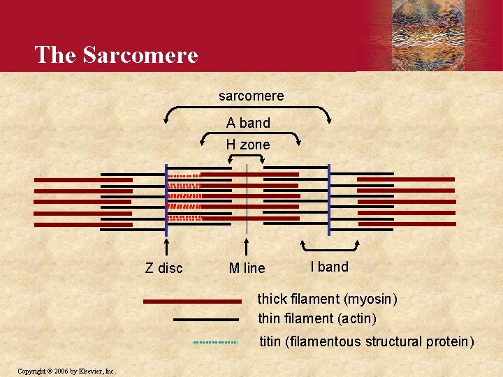 The Sarcomere sarcomere A band H zone Z disc M line I band thick