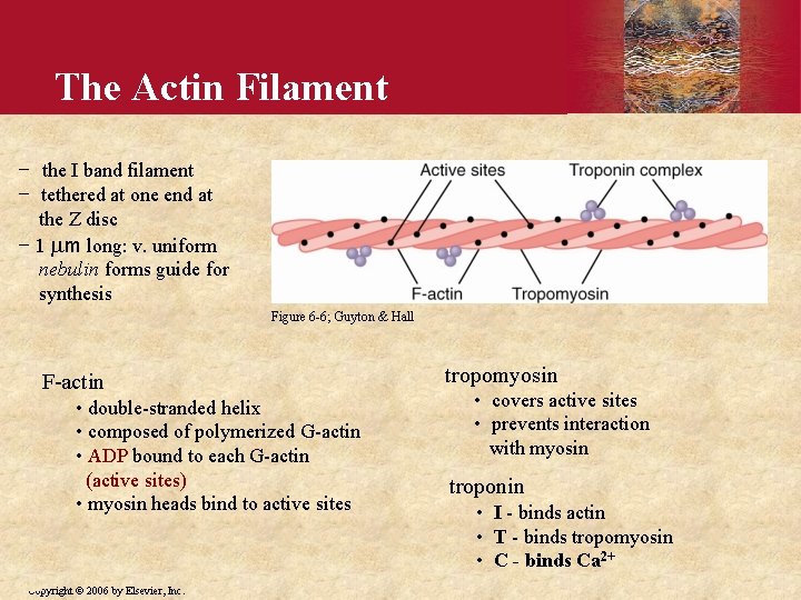 The Actin Filament − the I band filament − tethered at one end at