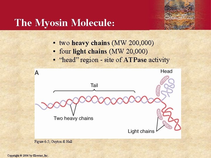 The Myosin Molecule: • two heavy chains (MW 200, 000) • four light chains