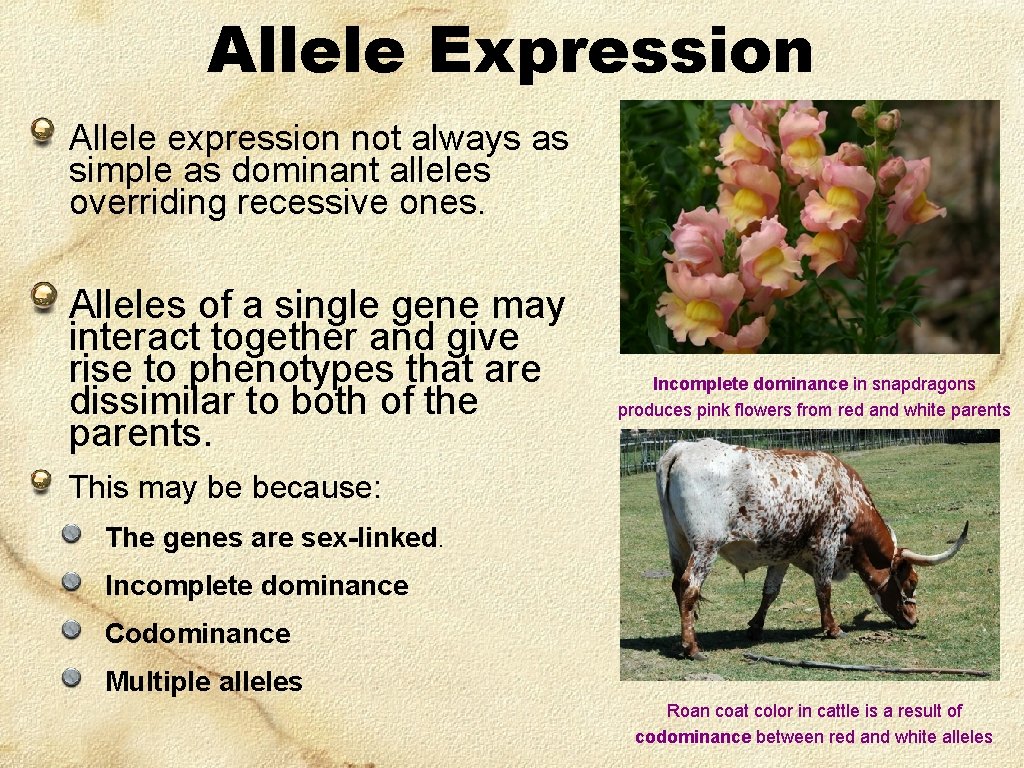 Allele Expression Allele expression not always as simple as dominant alleles overriding recessive ones.