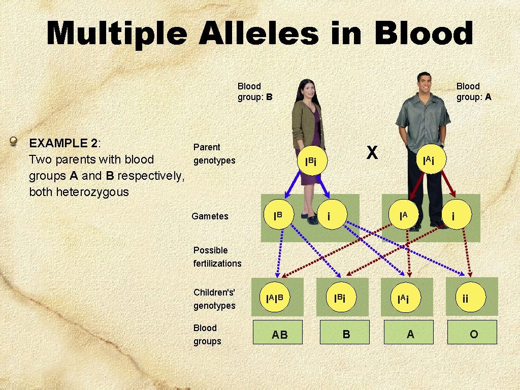 Multiple Alleles in Blood group: B EXAMPLE 2: Two parents with blood groups A