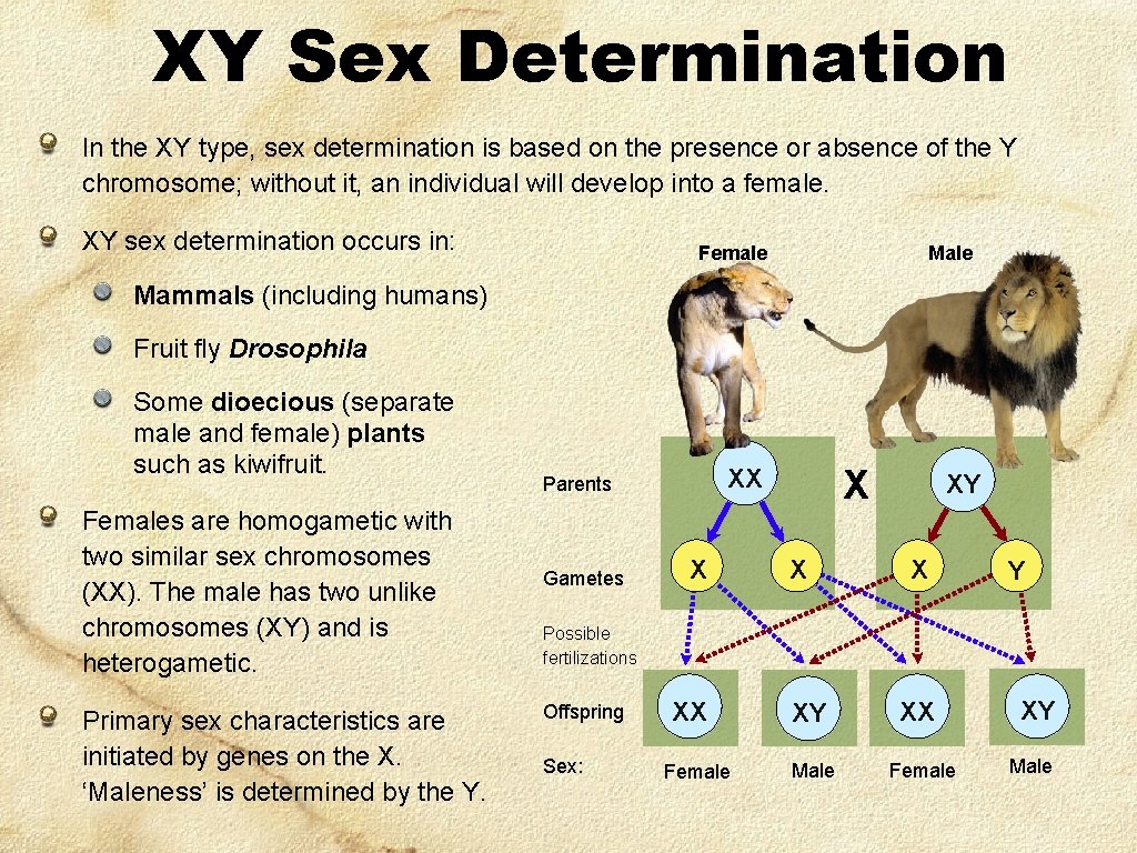 XY Sex Determination In the XY type, sex determination is based on the presence
