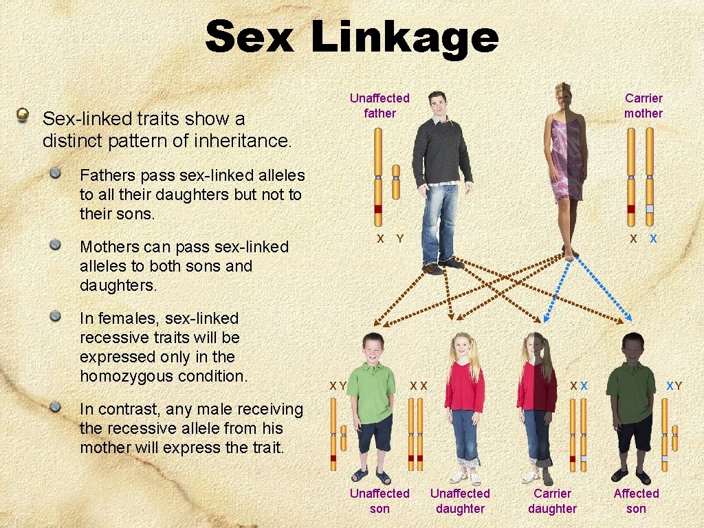 Sex Linkage Unaffected father Sex-linked traits show a distinct pattern of inheritance. Carrier mother