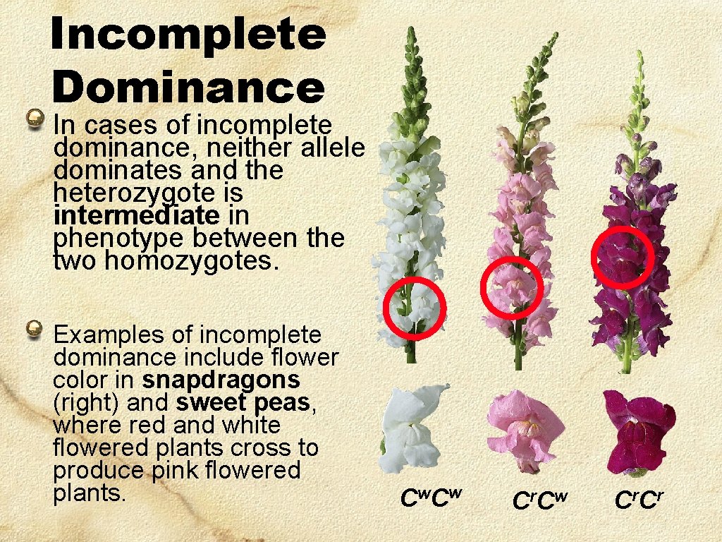 Incomplete Dominance In cases of incomplete dominance, neither allele dominates and the heterozygote is