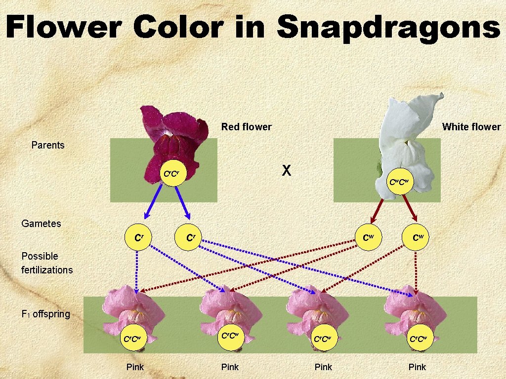 Flower Color in Snapdragons Red flower White flower Parents X Cr Cr Cw Cw