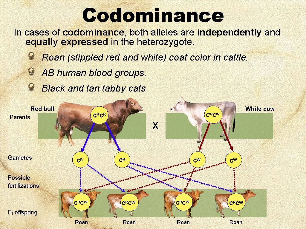 Codominance In cases of codominance, both alleles are independently and equally expressed in the