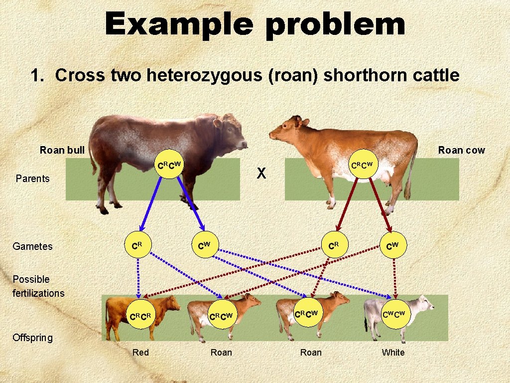 Example problem 1. Cross two heterozygous (roan) shorthorn cattle Roan bull Roan cow CR