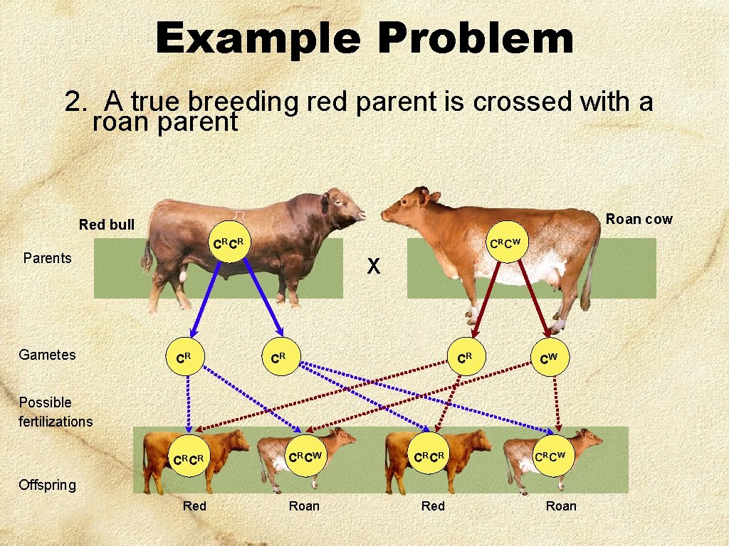 Example Problem 2. A true breeding red parent is crossed with a roan parent