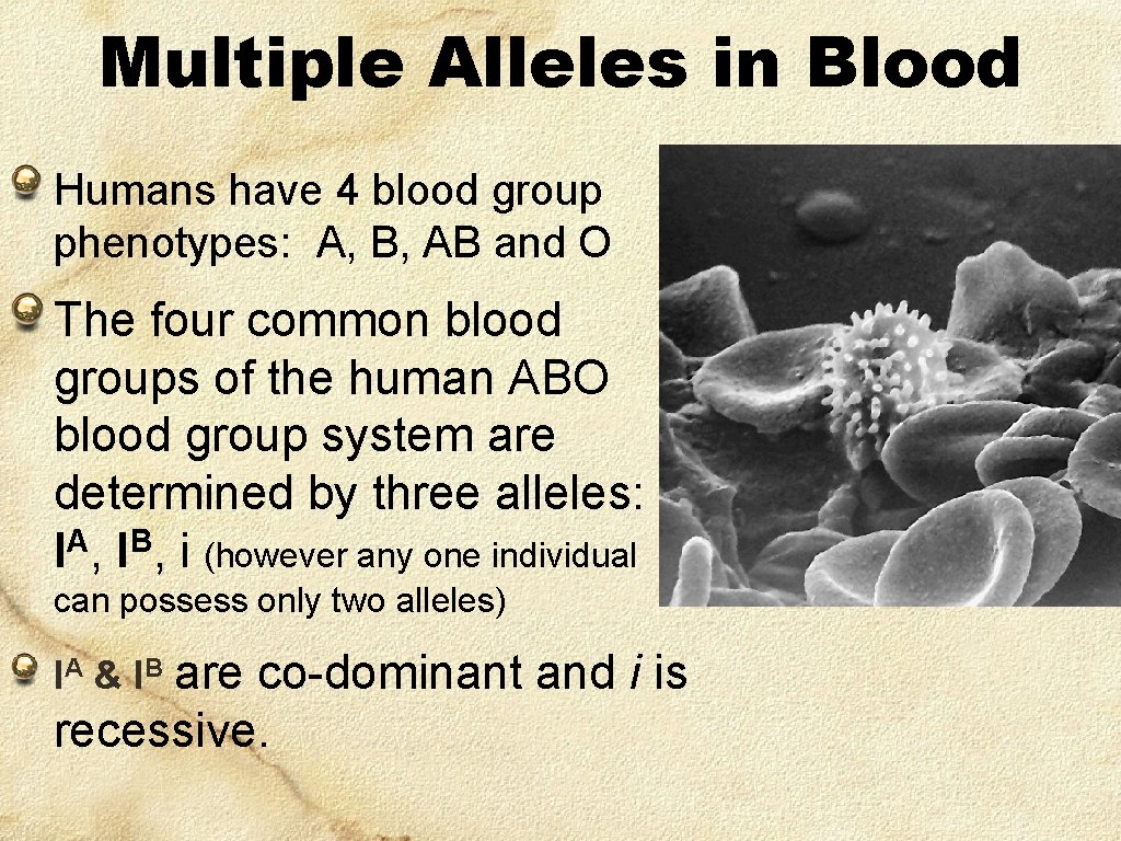 Multiple Alleles in Blood Humans have 4 blood group phenotypes: A, B, AB and