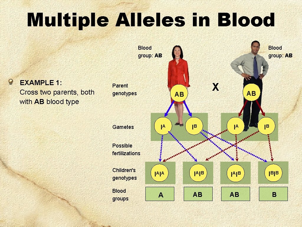 Multiple Alleles in Blood group: AB EXAMPLE 1: Cross two parents, both with AB