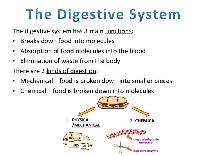 The digestive system has 3 main functions: • Breaks down food into molecules •