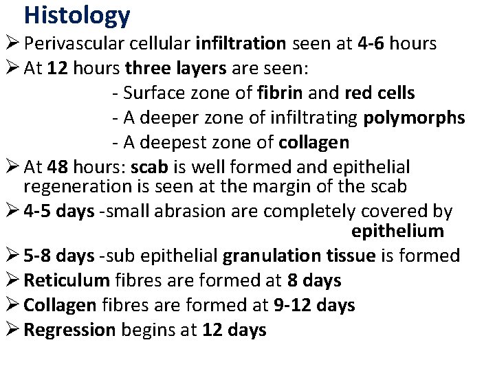 Histology Ø Perivascular cellular infiltration seen at 4 -6 hours Ø At 12 hours