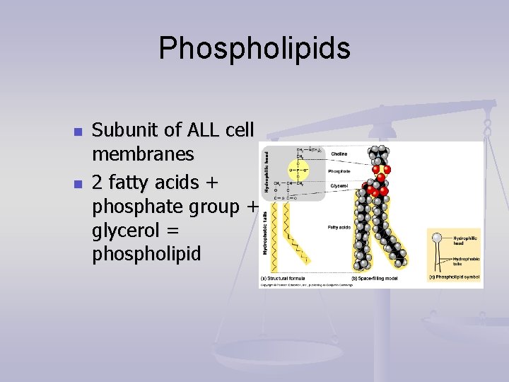 Phospholipids n n Subunit of ALL cell membranes 2 fatty acids + phosphate group