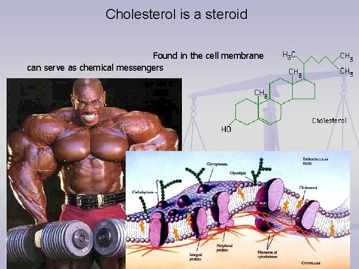 Cholesterol is a steroid Found in the cell membrane can serve as chemical messengers