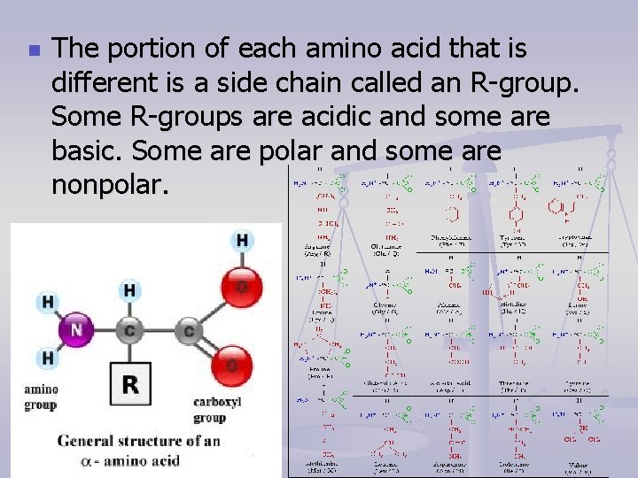 n The portion of each amino acid that is different is a side chain