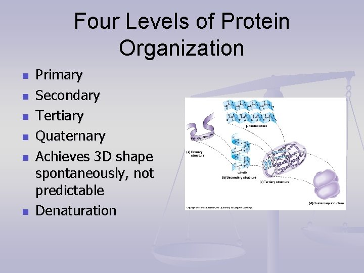 Four Levels of Protein Organization n n n Primary Secondary Tertiary Quaternary Achieves 3