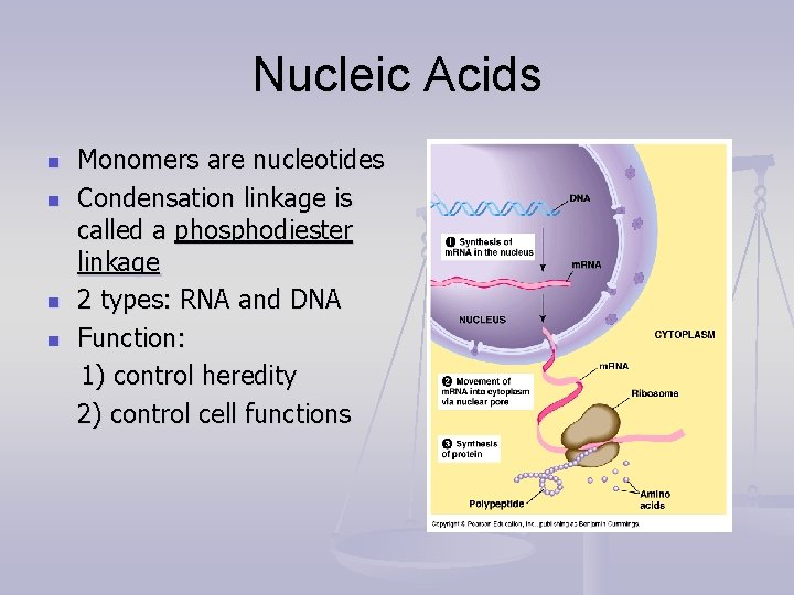 Nucleic Acids n n Monomers are nucleotides Condensation linkage is called a phosphodiester linkage