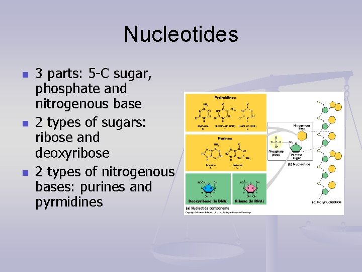 Nucleotides n n n 3 parts: 5 -C sugar, phosphate and nitrogenous base 2