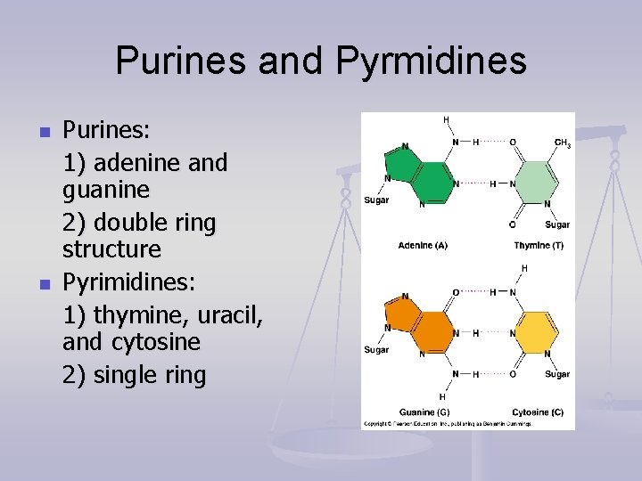 Purines and Pyrmidines n n Purines: 1) adenine and guanine 2) double ring structure
