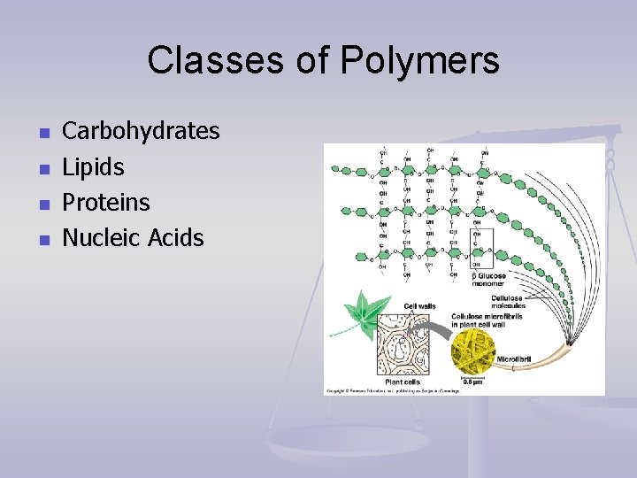 Classes of Polymers n n Carbohydrates Lipids Proteins Nucleic Acids 