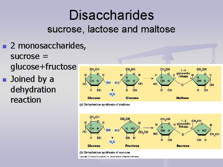Disaccharides sucrose, lactose and maltose n n 2 monosaccharides, sucrose = glucose+fructose Joined by