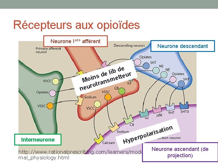 Récepteurs aux opioïdes Neurone Iaire afférent Neurone descendant de b i l r de