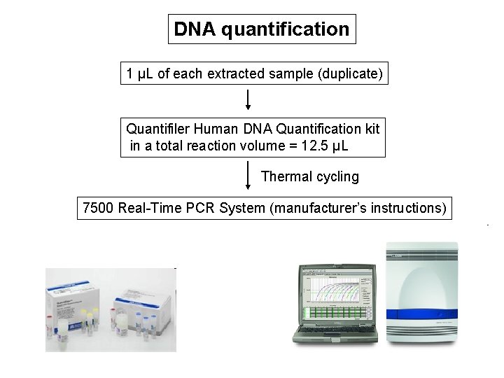 DNA quantification 1 µL of each extracted sample (duplicate) Quantifiler Human DNA Quantification kit