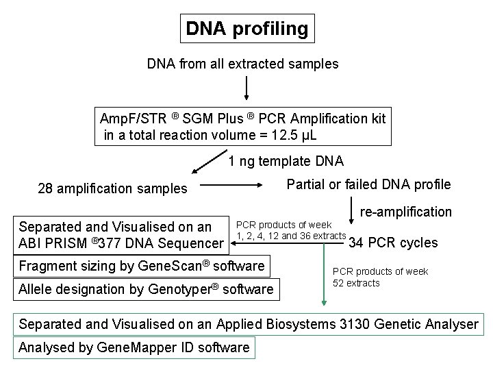 DNA profiling DNA from all extracted samples Amp. F/STR ® SGM Plus ® PCR