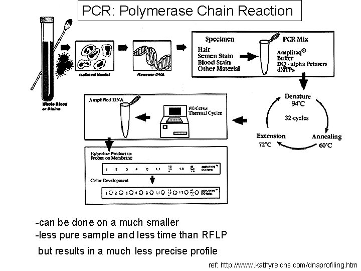 PCR: Polymerase Chain Reaction -can be done on a much smaller -less pure sample