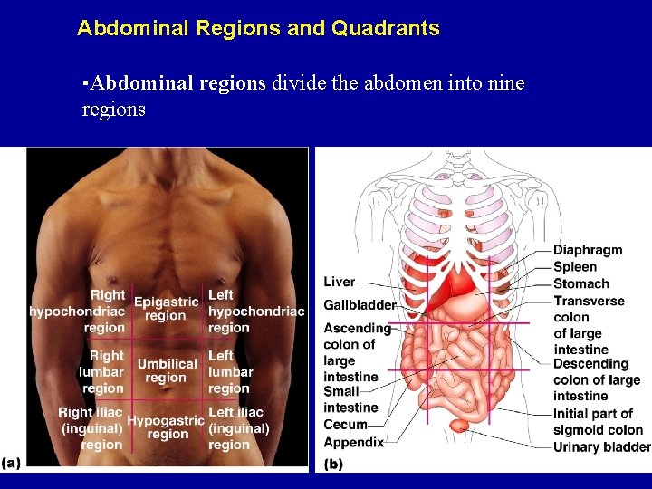 Abdominal Regions and Quadrants ▪Abdominal regions divide the abdomen into nine regions Abdominal Regions and Quadrants ▪Abdominal regions divide the abdomen into nine regions