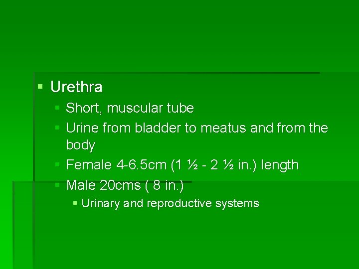 § Urethra § Short, muscular tube § Urine from bladder to meatus and from