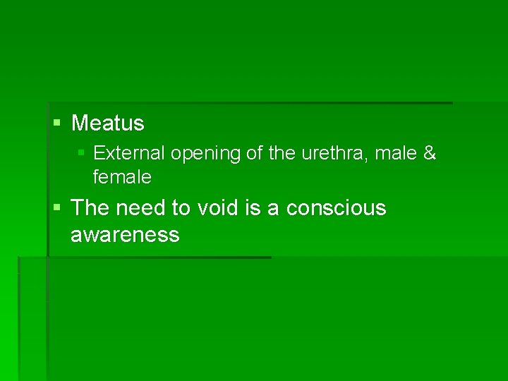 § Meatus § External opening of the urethra, male & female § The need