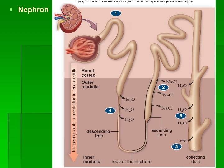 § Nephron 