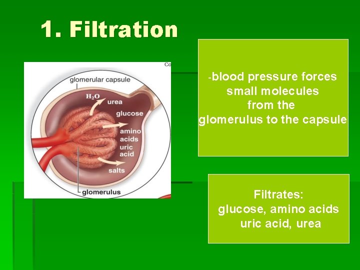 1. Filtration -blood pressure forces small molecules from the glomerulus to the capsule Filtrates: