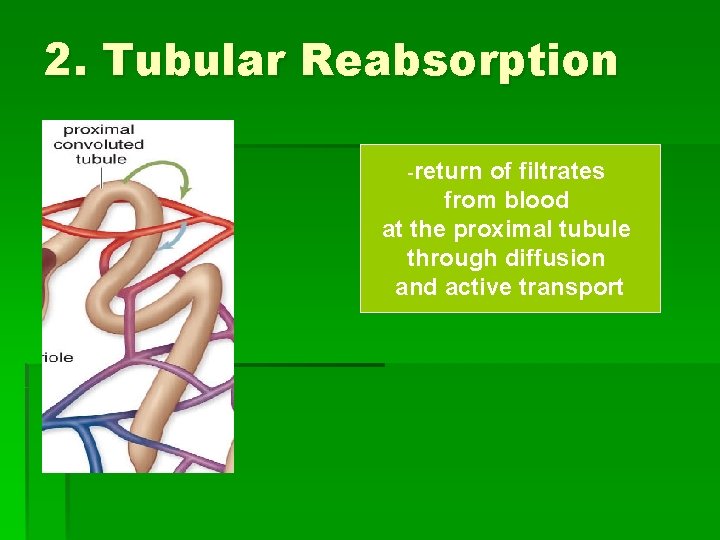 2. Tubular Reabsorption -return of filtrates from blood at the proximal tubule through diffusion
