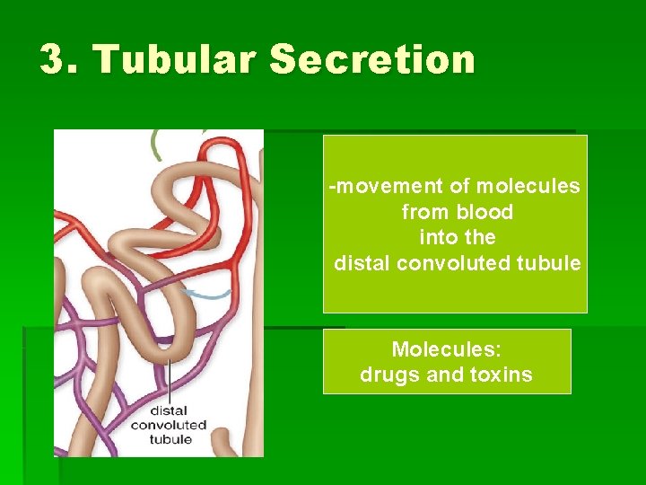 3. Tubular Secretion -movement of molecules from blood into the distal convoluted tubule Molecules: