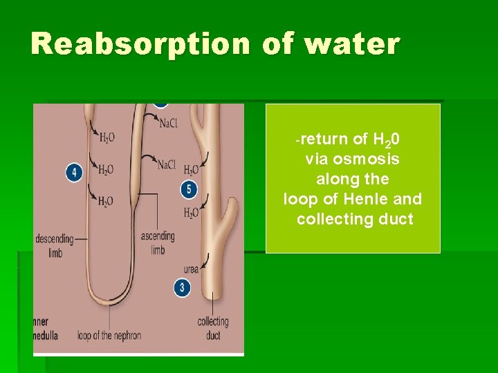 Reabsorption of water -return of H 20 via osmosis along the loop of Henle
