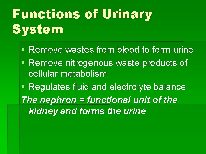 Functions of Urinary System § Remove wastes from blood to form urine § Remove