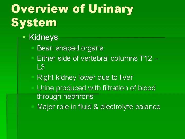 Overview of Urinary System § Kidneys § Bean shaped organs § Either side of